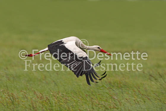 White stork 28 (Ciconia ciconia)