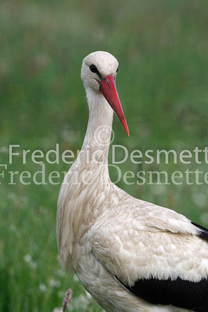 White stork 46 (Ciconia ciconia)