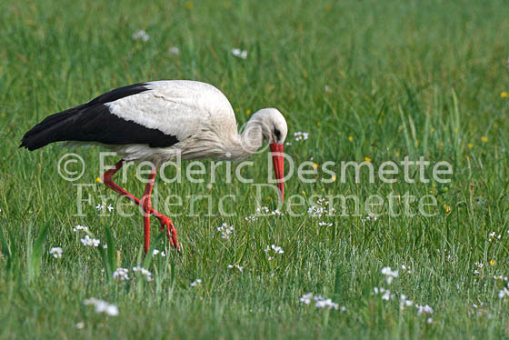 White stork 19 (Ciconia ciconia)