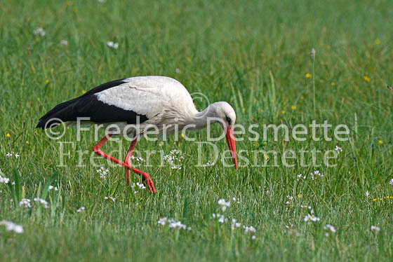 White stork 20 (Ciconia ciconia)