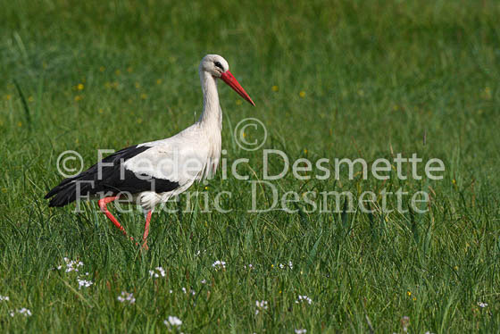 White stork 18 (Ciconia ciconia)
