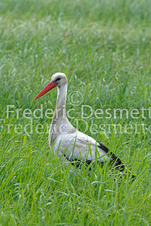 White stork 21 (Ciconia ciconia)