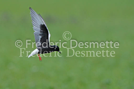 White-winged black tern 16 (Chlidonia leucopterus)