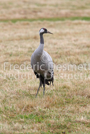 Common crane 5 (Grus grus)