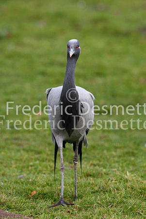 Demoiselle crane 3 (Anthropoides virgo)