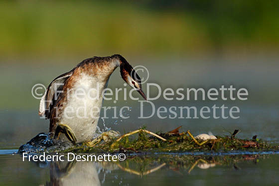 Great crested grebe 85 (Podiceps cristatus)