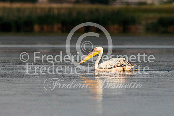 White pelican 12 (Pelecanus onocrotalus)