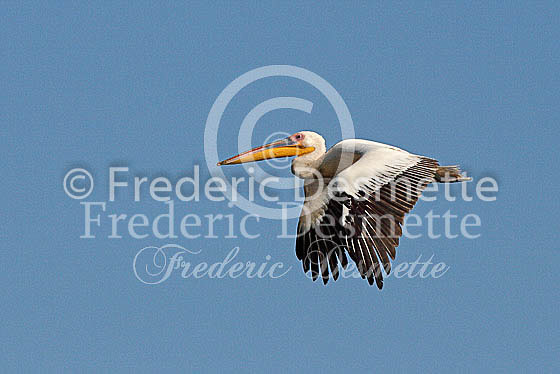 White pelican 5 (Pelecanus onocrotalus)