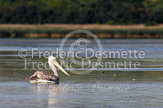 Dalmatian pelican 2 (Pelecanus crispus)