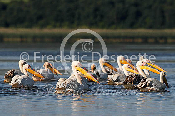 White pelican 10 (Pelecanus onocrotalus)