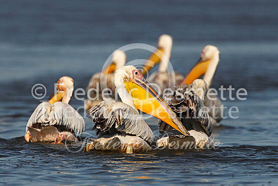 White pelican 9 (Pelecanus onocrotalus)