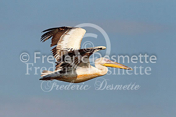White pelican 2 (Pelecanus onocrotalus)