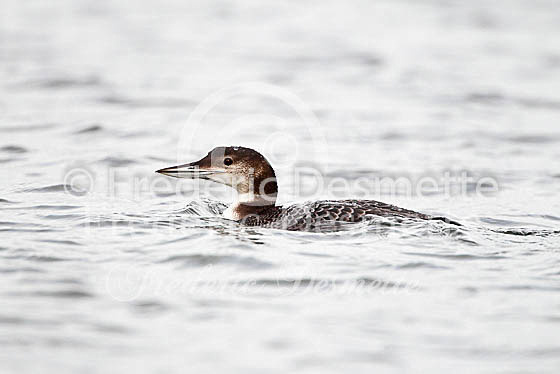 Great northern diver 3 (Gavia immer)