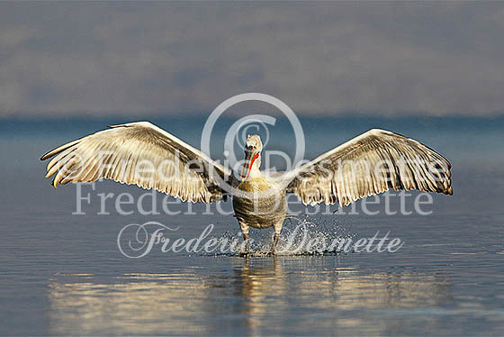 Dalamtian Pelican 62 (Pelecanus crispus)