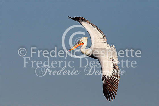Dalamtian Pelican 59 (Pelecanus crispus)