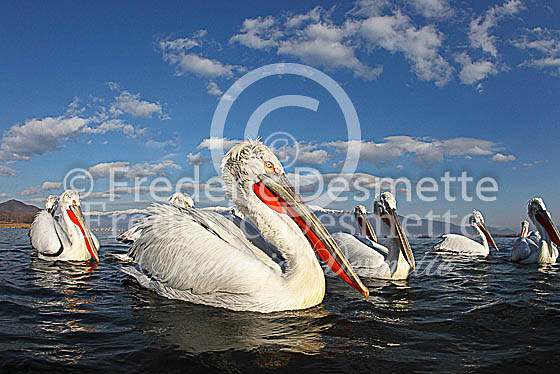 Dalmatian pelican 35 (Pelecanus crispus)