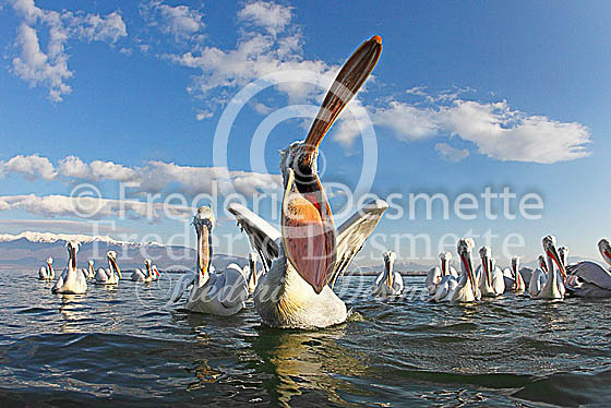 Dalmatian pelican 29 (Pelecanus crispus)