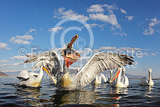 Dalmatian pelican 9 (Pelecanus crispus)