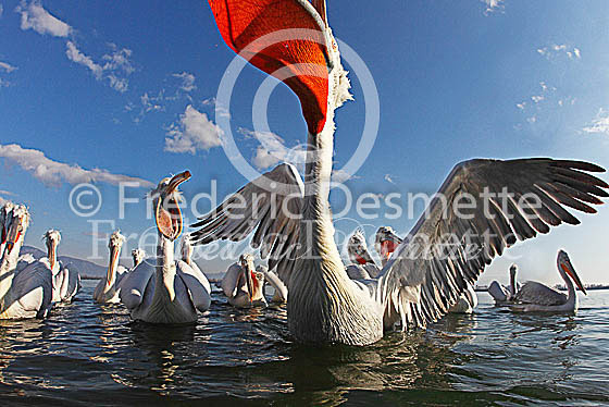 Dalmatian pelican 28 (Pelecanus crispus)