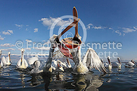 Dalmatian pelican 22 (Pelecanus crispus)