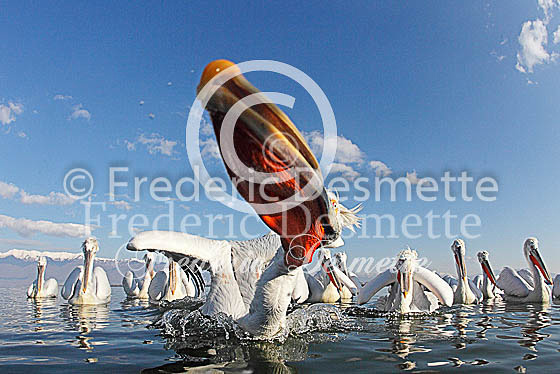 Dalmatian pelican 11 (Pelecanus crispus)