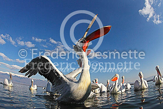 Dalmatian pelican 25 (Pelecanus crispus)