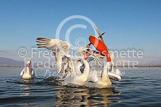 Dalmatian pelican 17 (Pelecanus crispus)