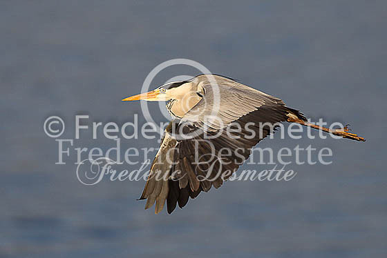 Grey heron 53 (Ardea cinerea)