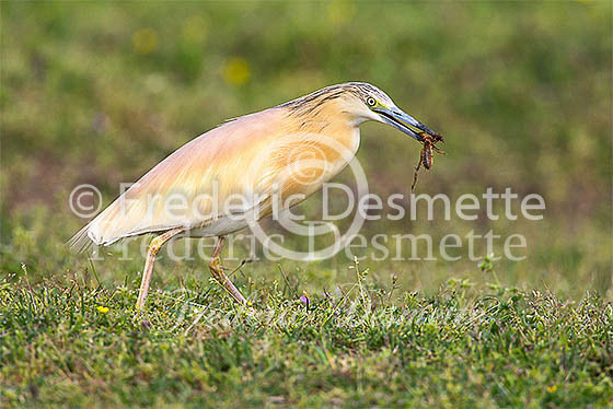 Squacco heron 21 (Ardeola ralloides)