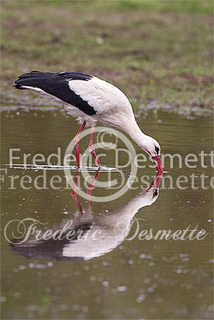 White Stork 54 (Ciconia ciconia)
