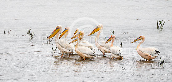 White pelican 33 (Pelecanus onocrotalus)