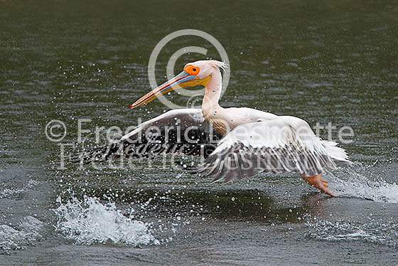 White pelican 22 (Pelecanus onocrotalus)