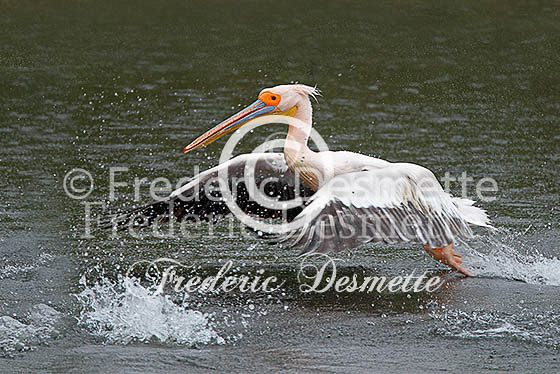 White pelican 26 (Pelecanus onocrotalus)