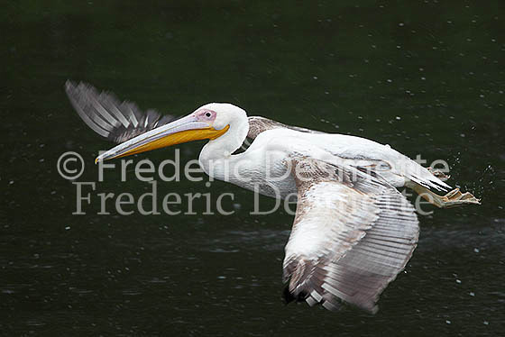 White pelican 24 (Pelecanus onocrotalus)