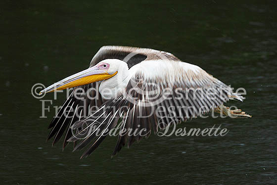 White pelican 25 (Pelecanus onocrotalus)