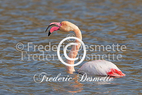 Greater flamingo 100 (Phoenicopterus roseus)