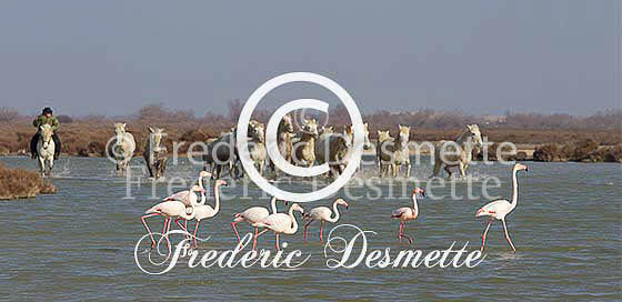 Greater flamingo 138 (Phoenicopterus roseus)