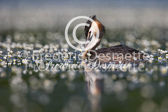 Great crested grebe 131 (Podiceps cristatus)