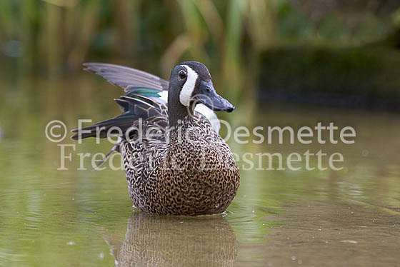 Blue winged teal 2 (Anas discors)