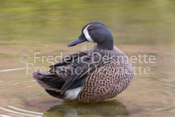 Blue winged teal 1 (Anas discors)