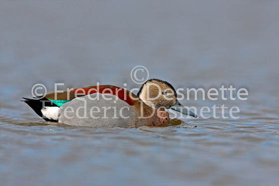 Marbled duck 1 (Marmaronetta angusirostris)