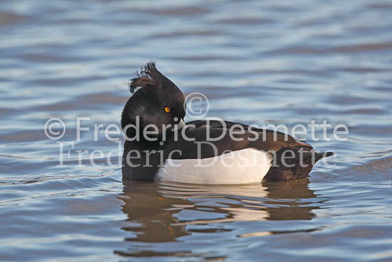 Tufted duck 5 (Aythya fuligula)