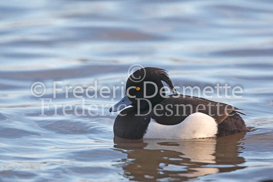 Tufted duck 6 (Aythya fuligula)