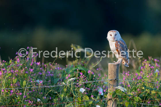 Barn owl (Tyto alba)-255