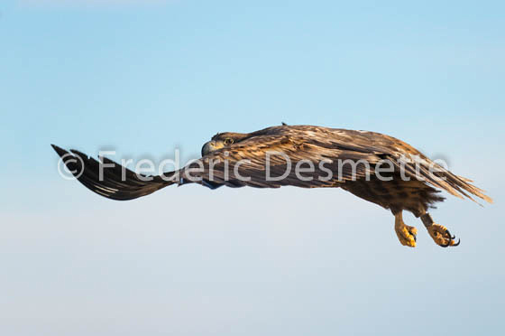 White-tailed eagle (Haliaeetus albicilla)-16