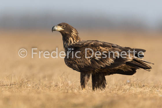 White-tailed eagle (Haliaeetus albicilla)-17