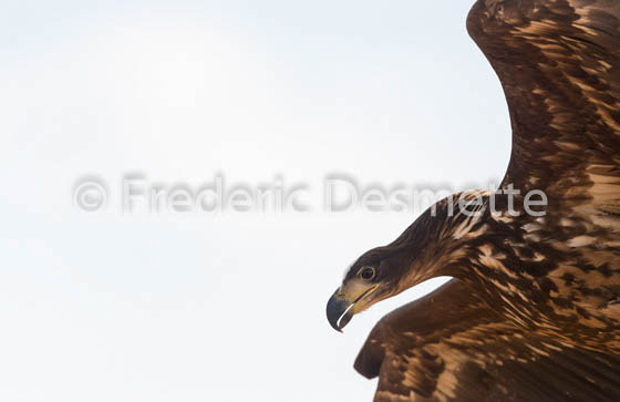 White-tailed eagle (Haliaeetus albicilla)-21