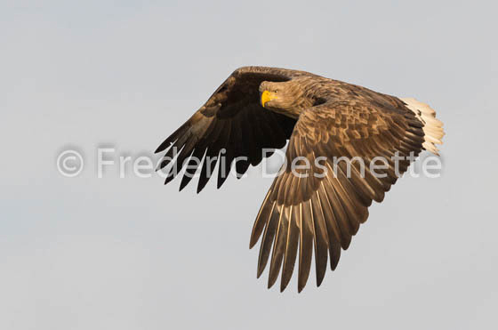 White-tailed eagle (Haliaeetus albicilla)-27