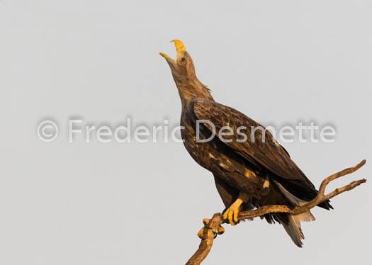 White-tailed eagle (Haliaeetus albicilla)-31