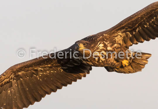 White-tailed eagle (Haliaeetus albicilla)-34
